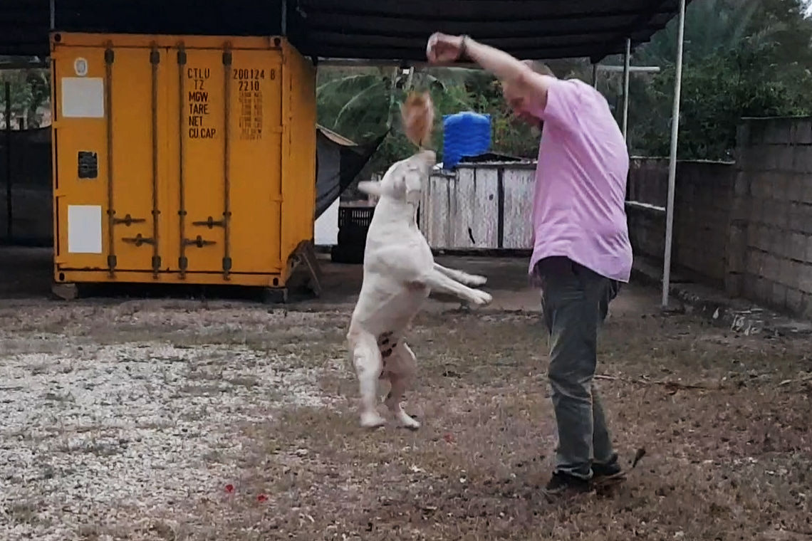 Bula jumping for a coconut